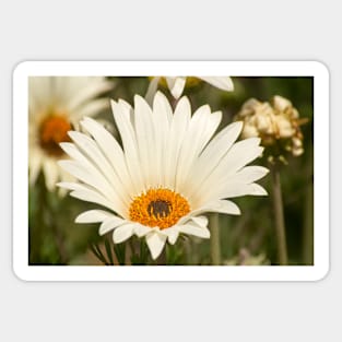 gli daisy Sticker